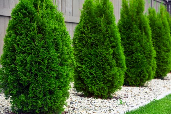 Arborvitae Planting in Rochester