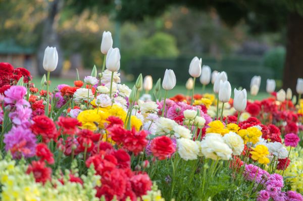 Gardening Service in Rochester