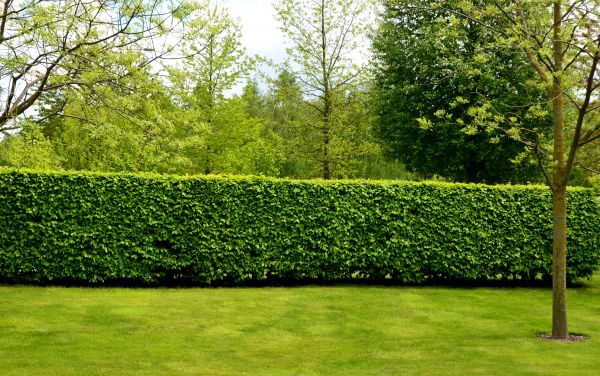 Hedge Planting in Rochester