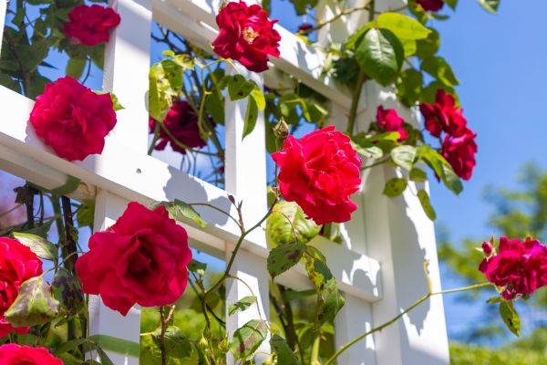Home Gardening Service in Rochester
