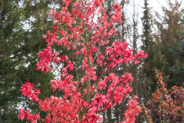 Japanese Maple Planting in Rochester