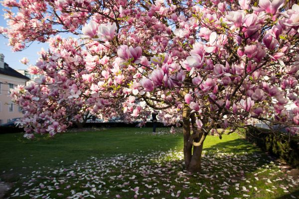 Magnolia Tree Planting in Rochester