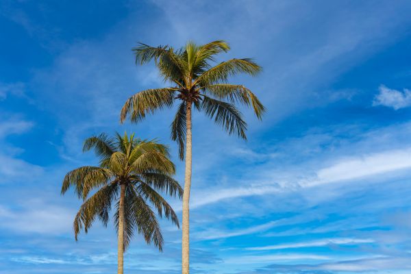 Palm Tree Planting in Rochester