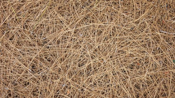 Pine Needles Delivery in Rochester