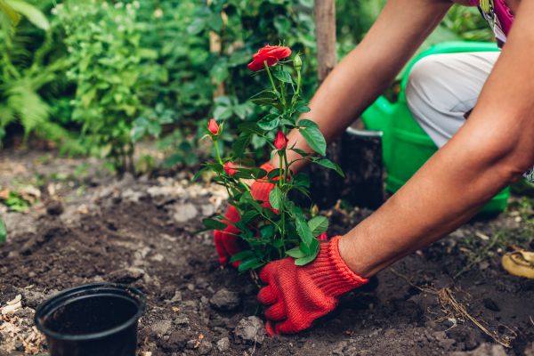 Planting Service in Rochester