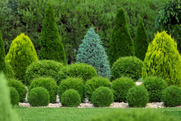 Shrub Replacement in Rochester