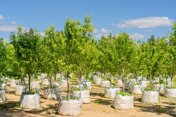Tree Planting Service in Rochester