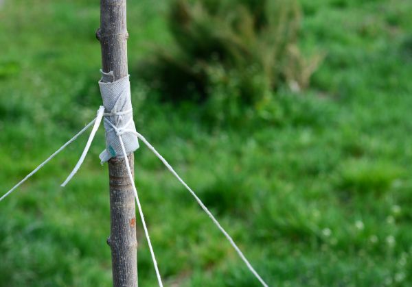 Tree Staking Service in Rochester