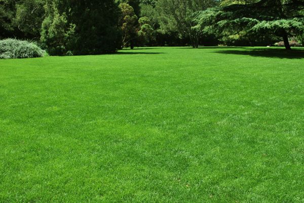 Lawn Landscaping in Rochester