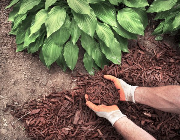 Shredded Mulch Service in Rochester