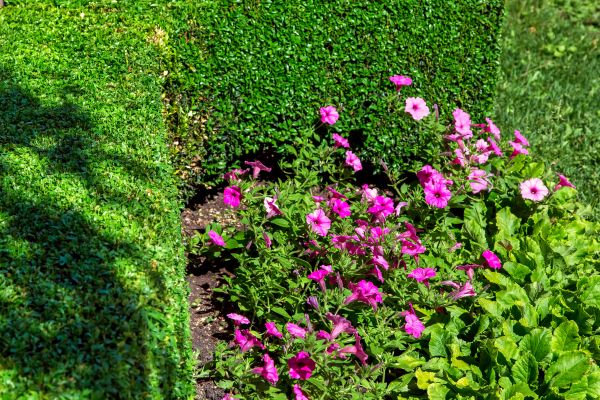 Softscaping Service in Rochester
