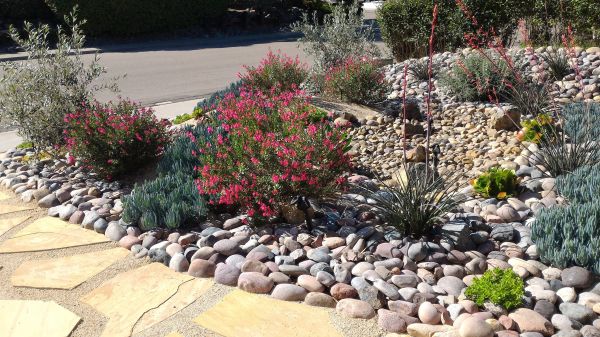 Xeriscape Landscaping in Rochester