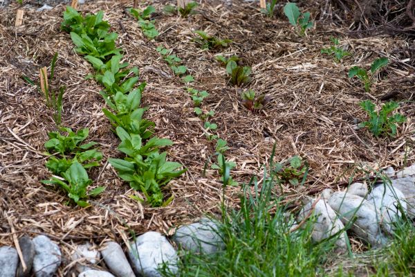 Mulch Service in Rochester