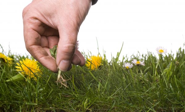 Lawn Weeding in Rochester