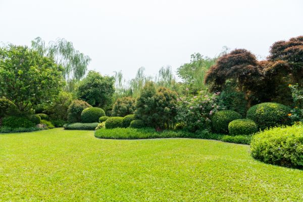 Tree Landscaping in Rochester