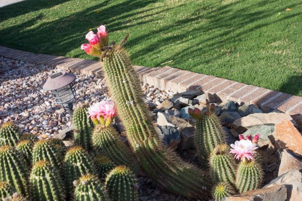 Desert Landscaping in Rochester