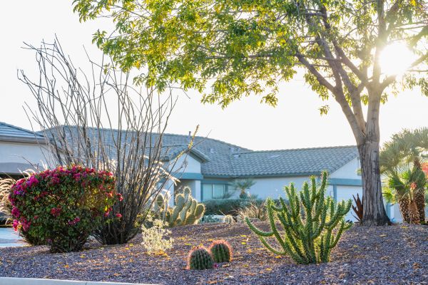 Dryscape Landscaping in Rochester