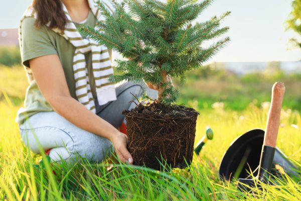 Spruce Tree Planting in Rochester