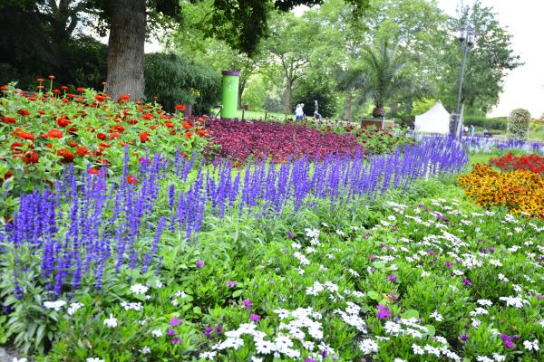 Perennials Planting in Rochester