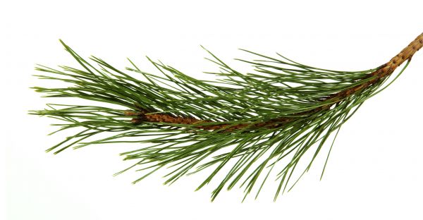 Pine Needles Installation in Rochester