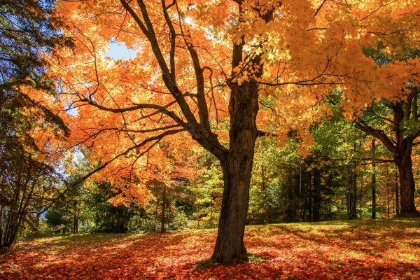 Maple Tree Planting in Rochester