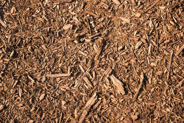 Wood Chips Removal in Rochester