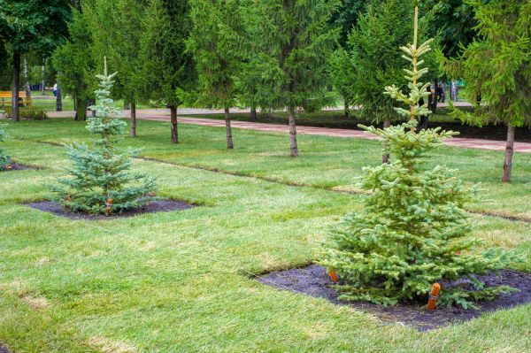 Privacy Trees Planting in Rochester