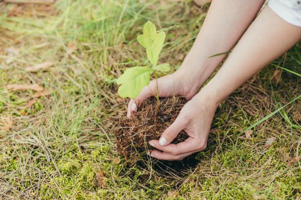 Oak Tree Planting in Rochester
