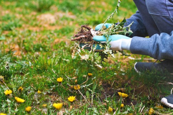 Flower Bed Clearing in Rochester