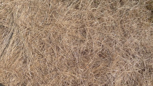 Pine Straw Replacement in Rochester