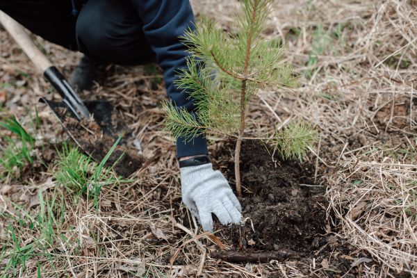 Pine Tree Planting in Rochester