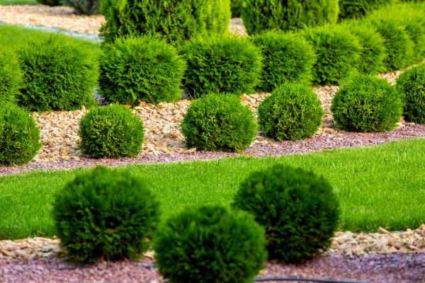 Bush Replacement in Rochester