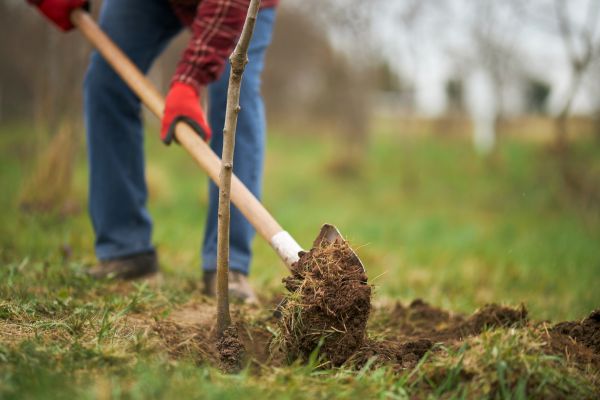 Trees Planting in Rochester