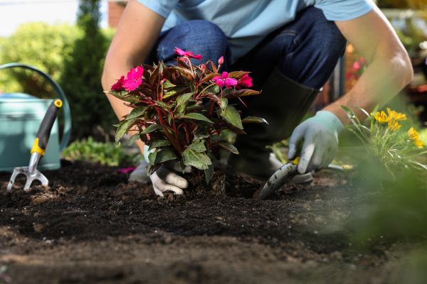 Plant Replacement in Rochester