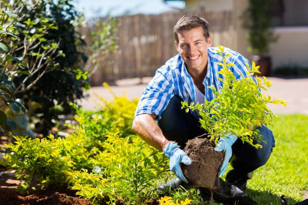 Shrub Landscaping in Rochester