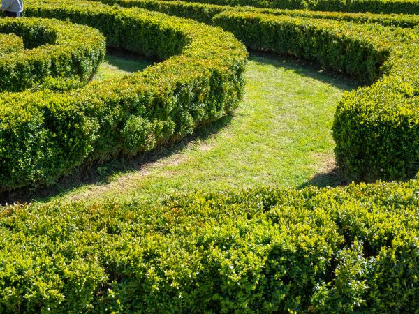 Bush Landscaping in Rochester