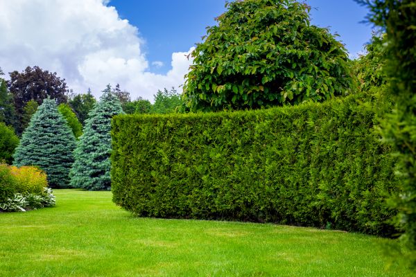 Hedge Landscaping in Rochester