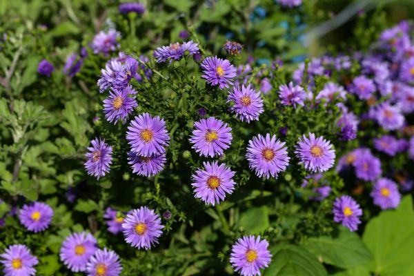 Perennial Flower Planting in Rochester