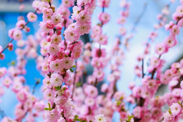 Japanese Cherry Tree Planting in Rochester