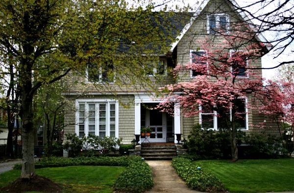 Ornamental Tree Planting in Rochester