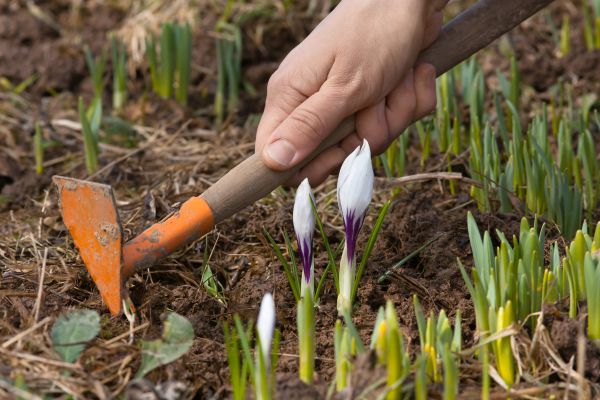 Flower Garden Weeding in Rochester
