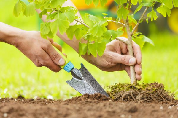 Fruit Tree Planting in Rochester