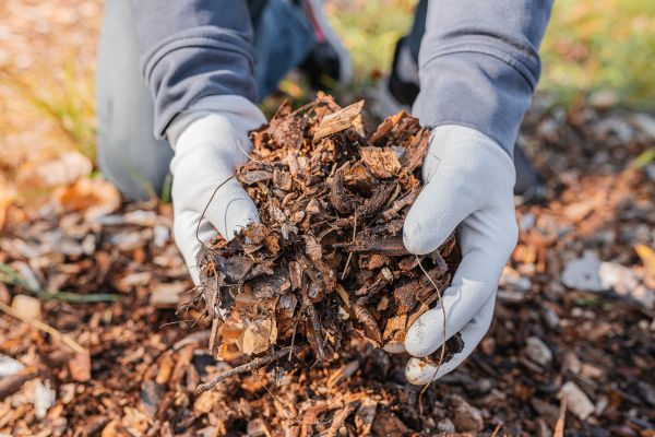 Shredded Mulch Installation in Rochester