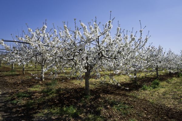 Orchard Planting in Rochester