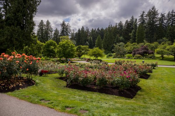 Flower Garden Landscaping in Rochester