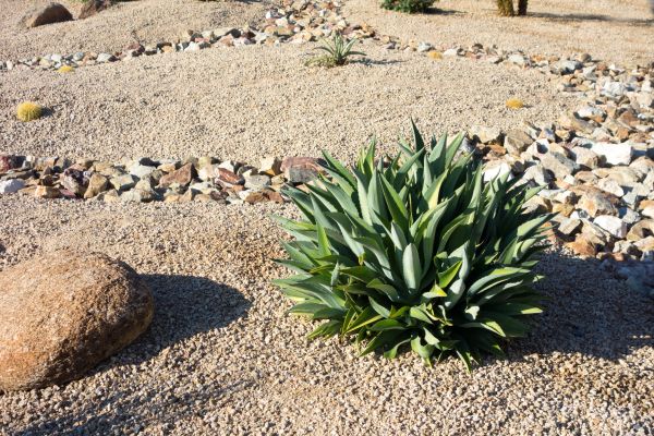Xeriscaping Service in Rochester