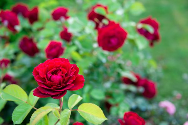 Rose Planting in Rochester