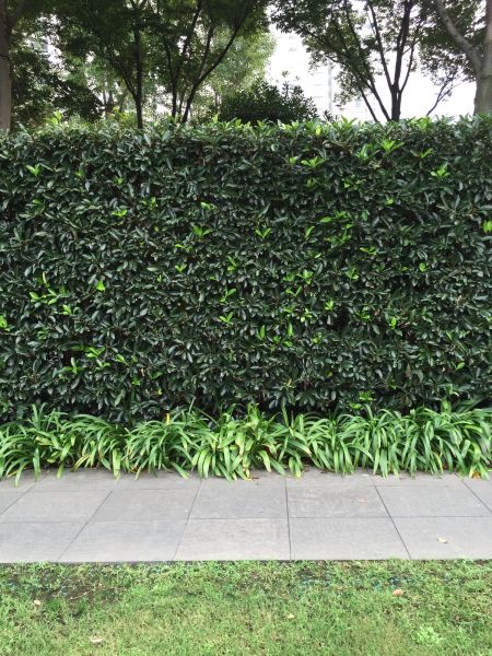 Privacy Shrub Planting in Rochester