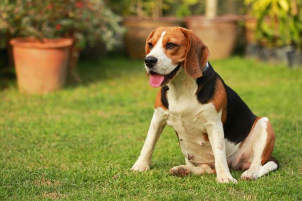 Dog Friendly Landscaping in Rochester