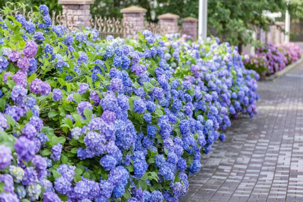 Hydrangea Landscaping in Rochester